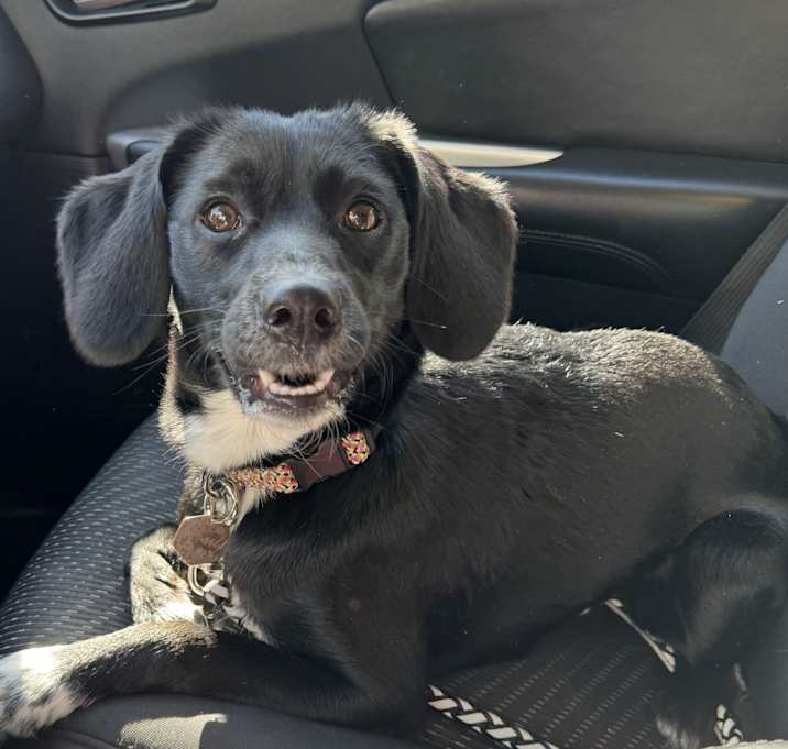 Photo of Pebbles
