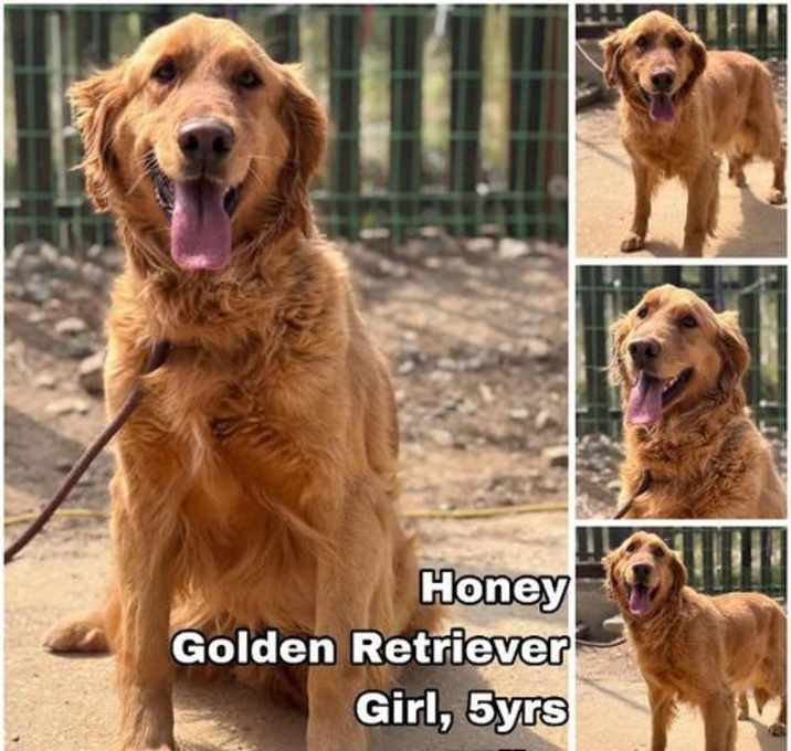 Photo of Honey from Korea