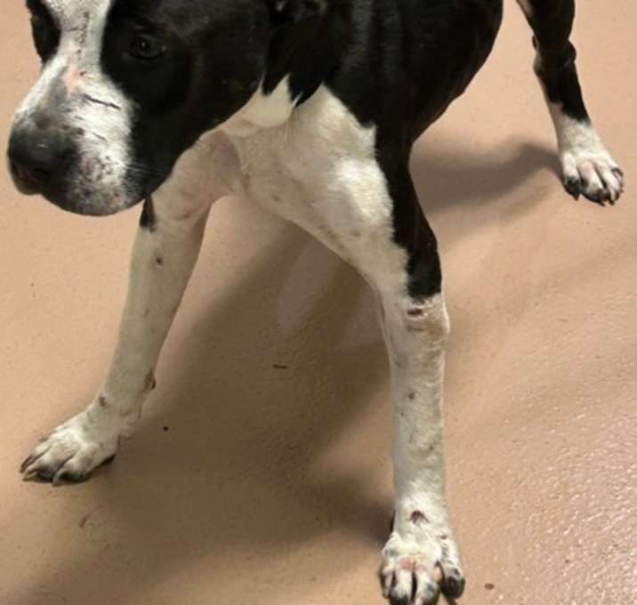 Photo of Roxxy
