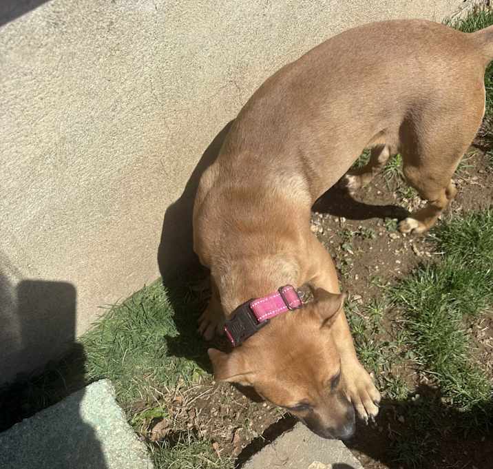 Photo of Kinsley