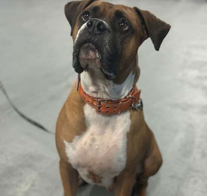 Photo of Rascal