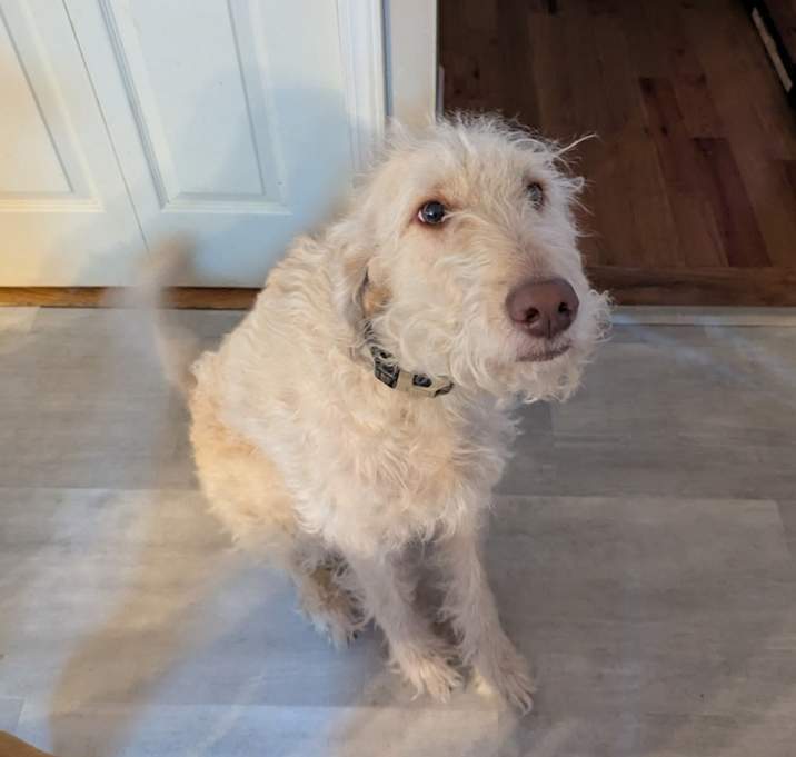 Photo of Oliver