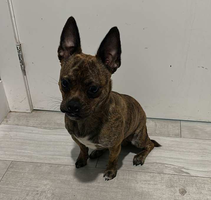 Photo of Milo