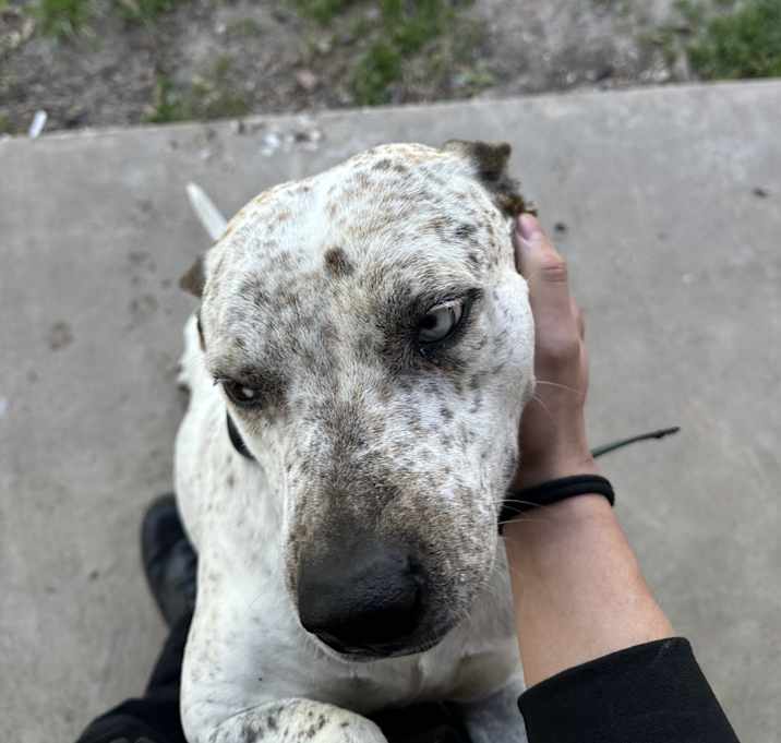 Photo of Nali