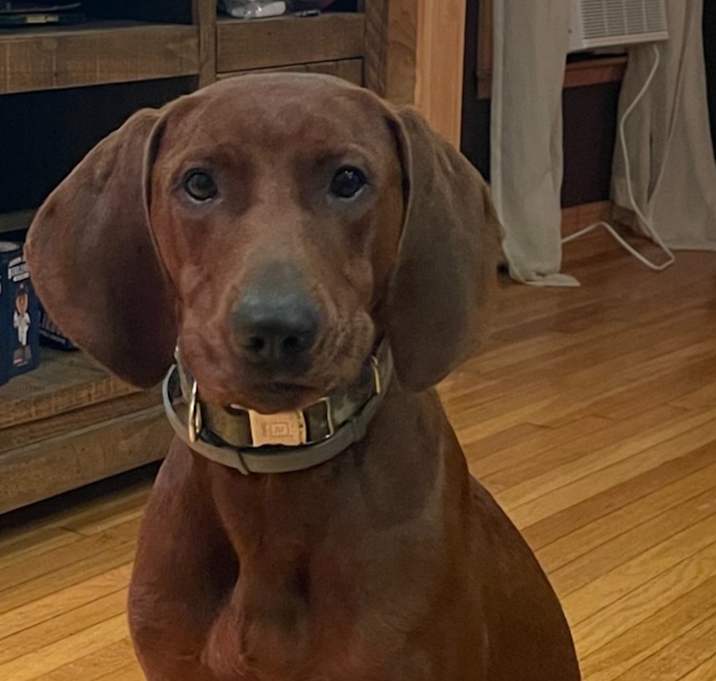 Photo of Chief