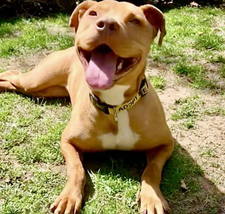 Photo of Honey-As Sweet As Can Be