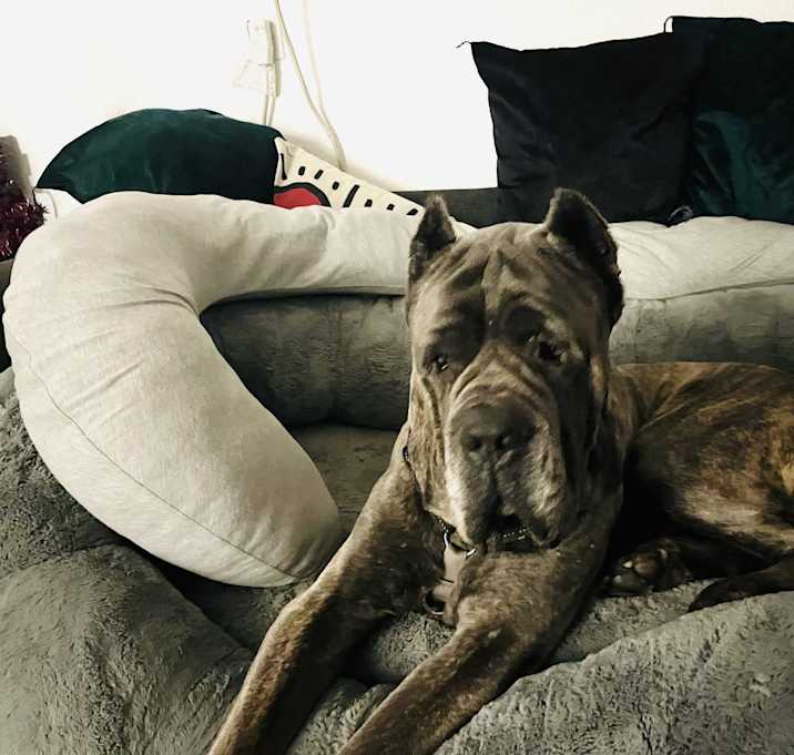 Photo of Romeo