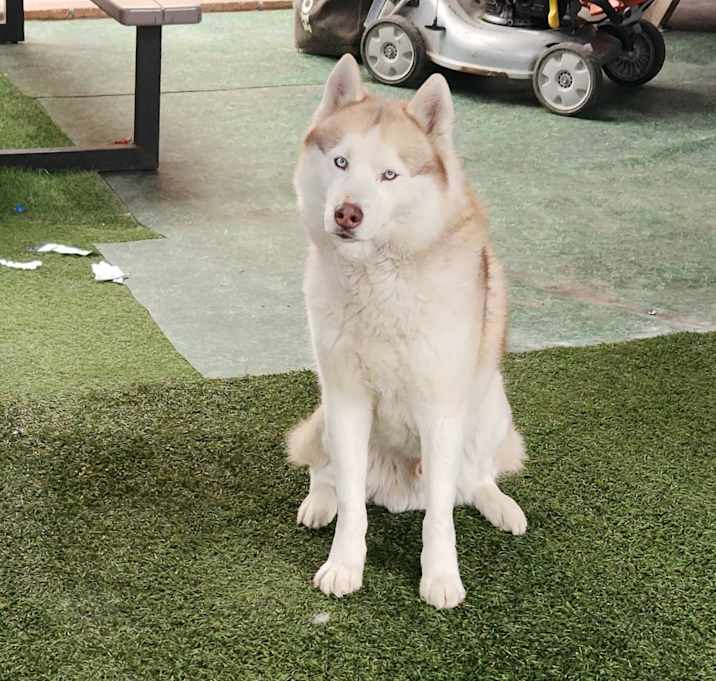 Photo of Loki