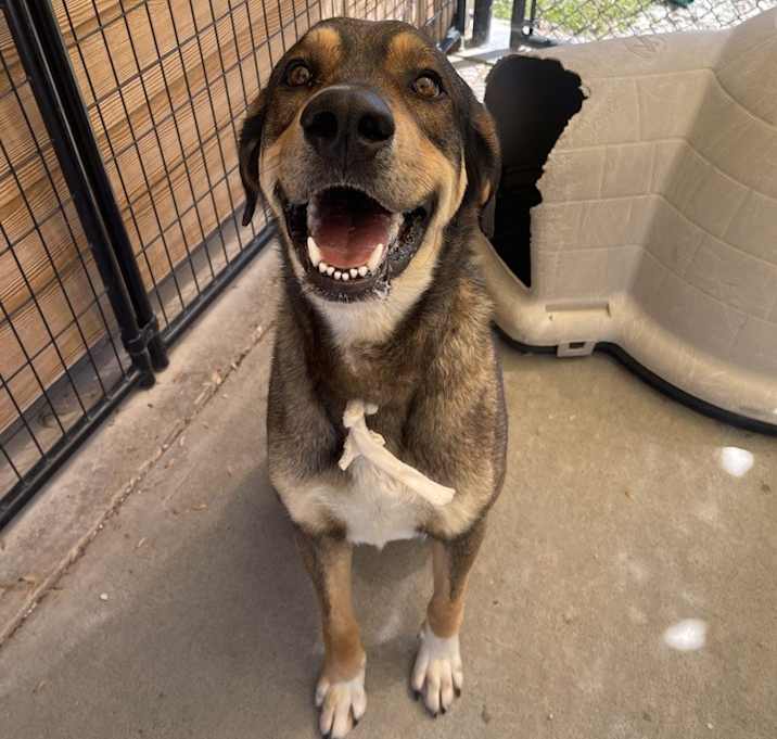 Photo of Chomper