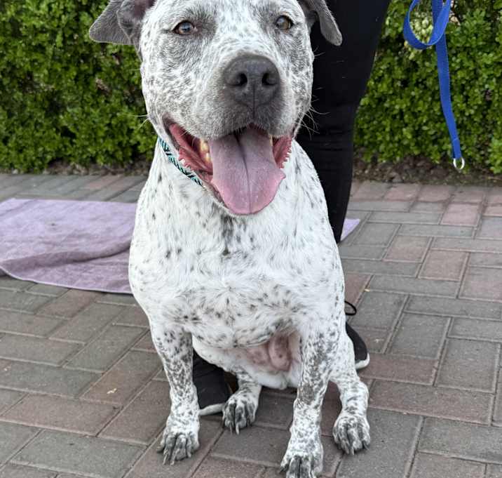 Photo of MABEL