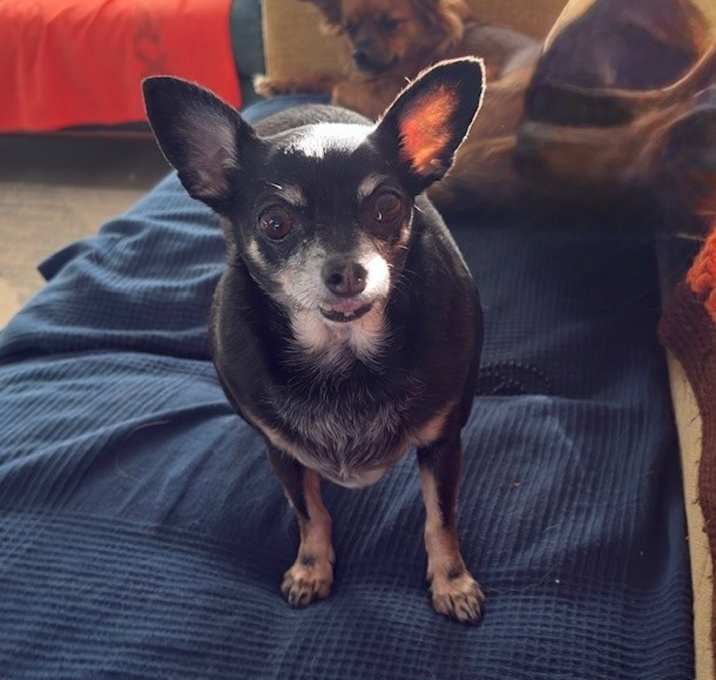Photo of Willow