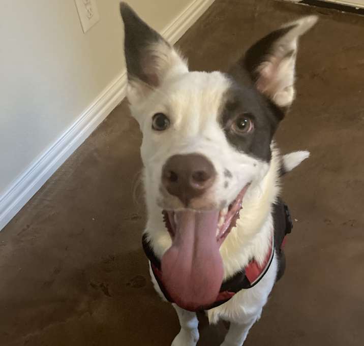 Photo of Cinnamon