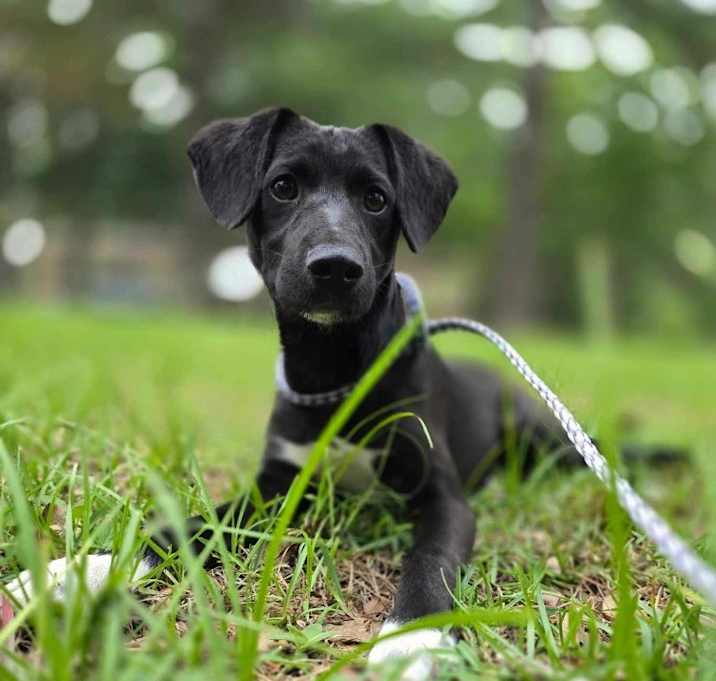 Photo of Binx