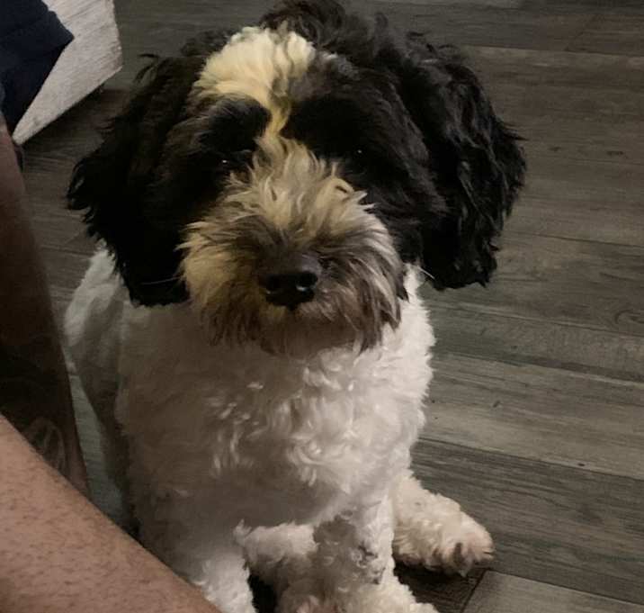 Photo of Cookie
