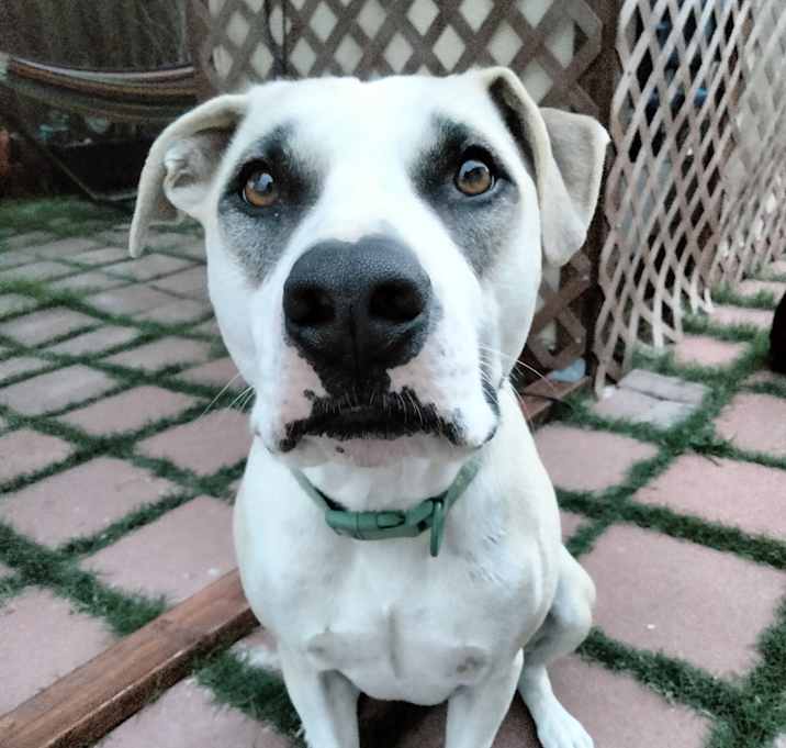 Photo of Bruno