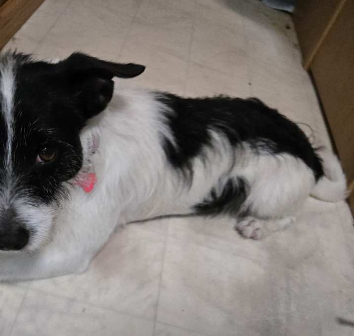 Photo of Moo Moo