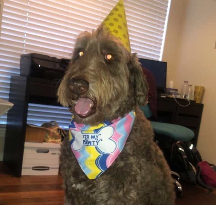 Photo of Moose