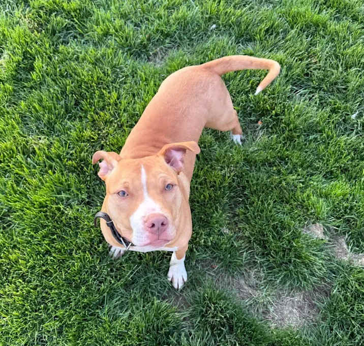 Photo of Pickles