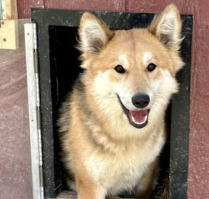 Photo of Toby