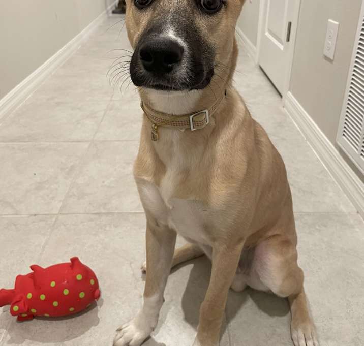 Photo of Dexter