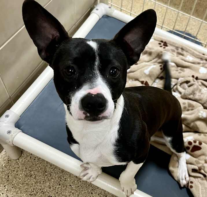 Photo of Oreo