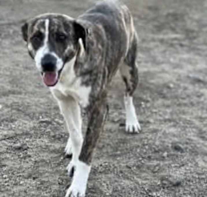 Photo of Tootsie