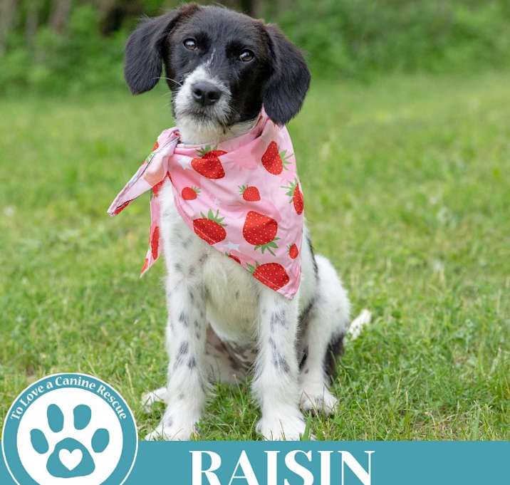 Photo of Raisin 041925