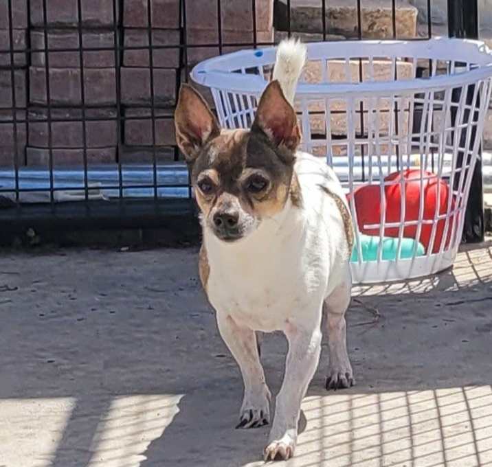 Photo of Buddy-LIttle Senior