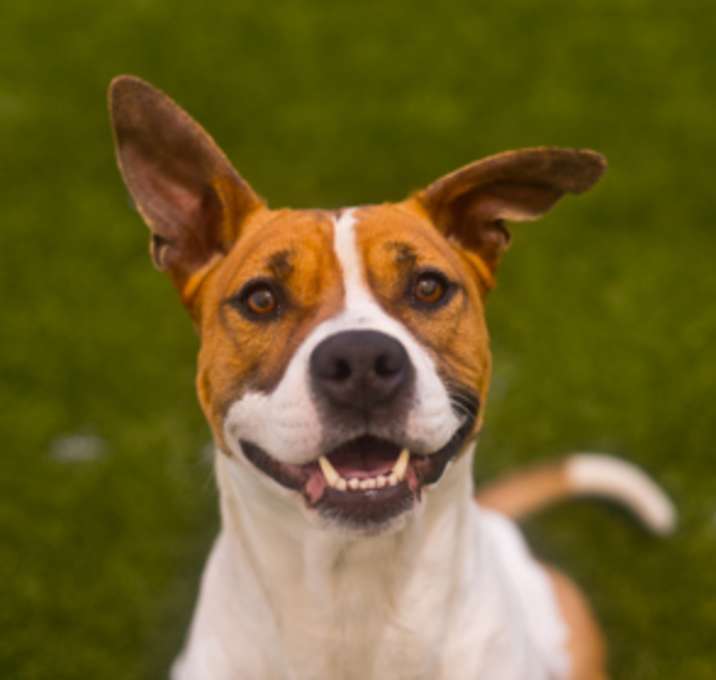 Photo of Rusty