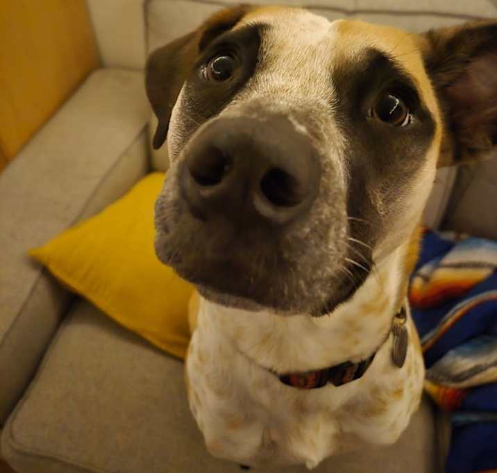 Photo of Goose