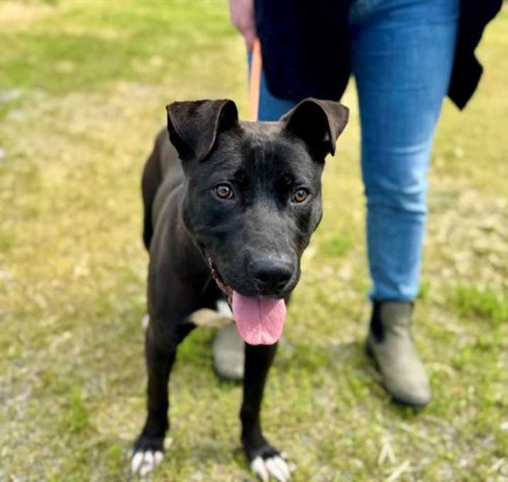 Photo of *ARCHIE