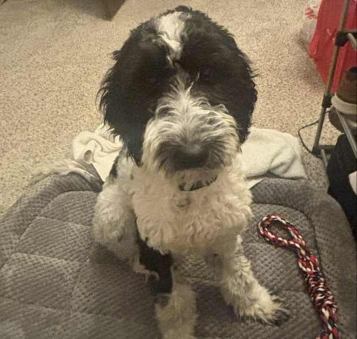 Photo of Oreo-doodle