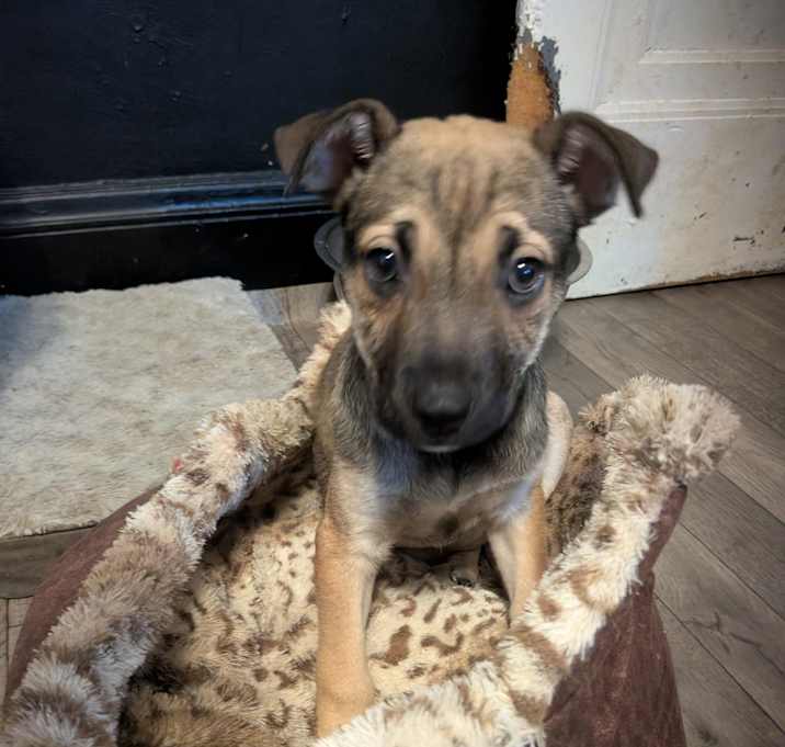 Photo of Luna