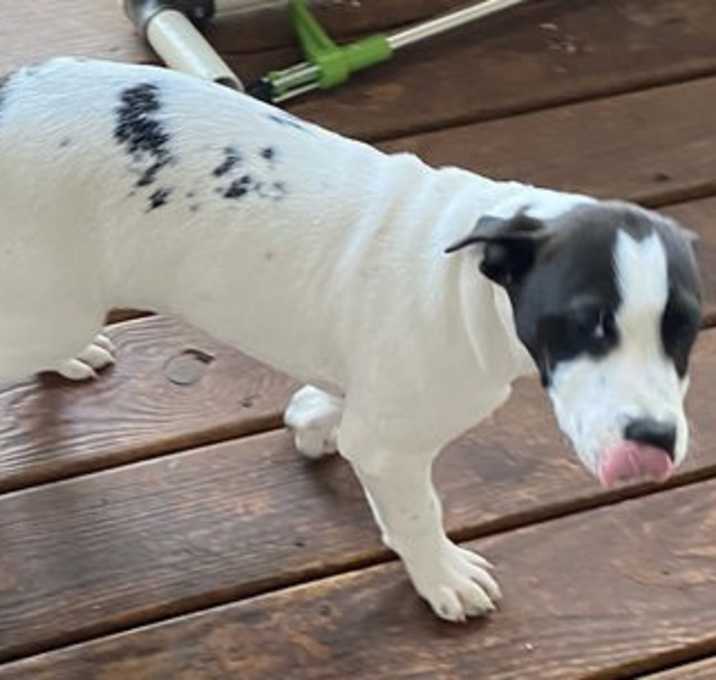 Photo of Finn