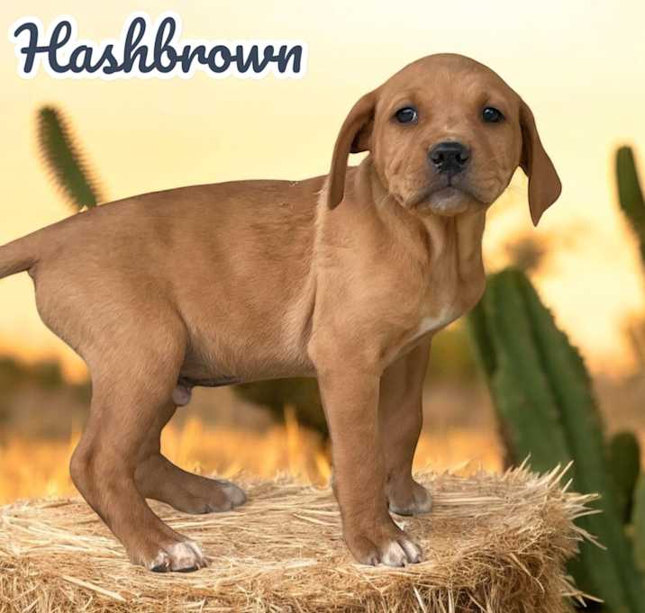 Photo of Hashbrown
