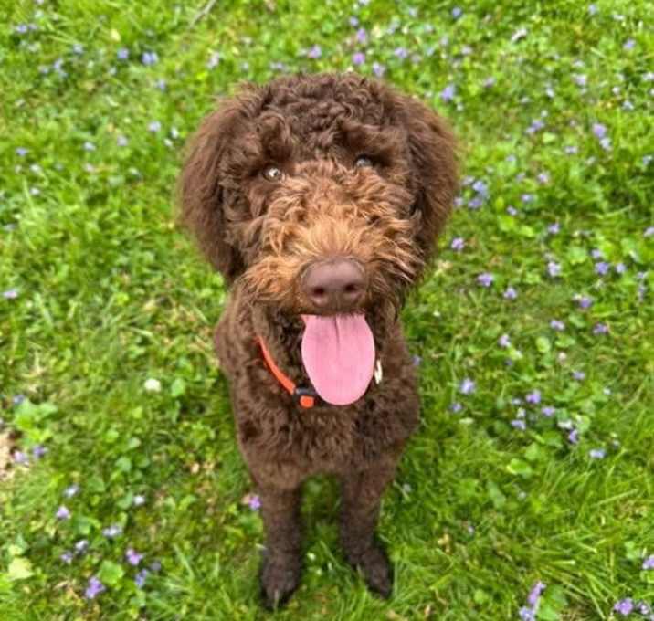 Photo of Mocha
