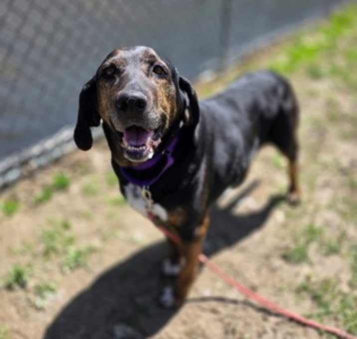 Photo of Harley