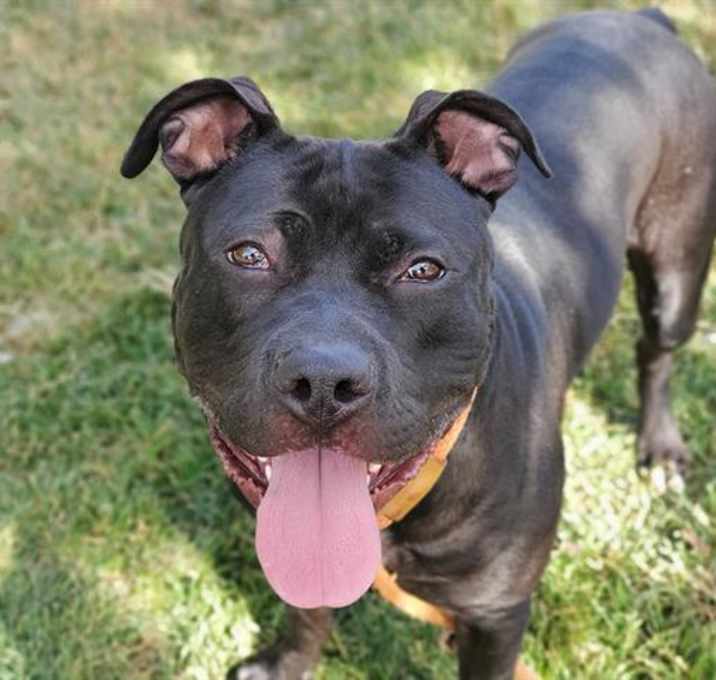 Photo of BANDIT