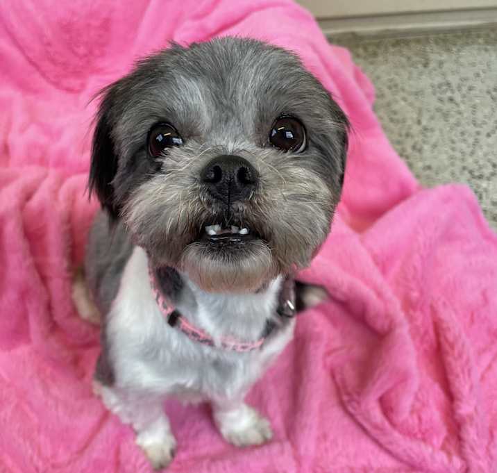 Photo of Fifi