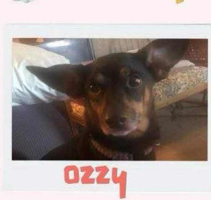 Photo of Ozzy