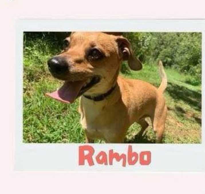 Photo of Rambo