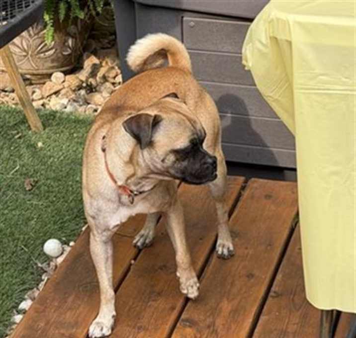 Photo of T-BONE