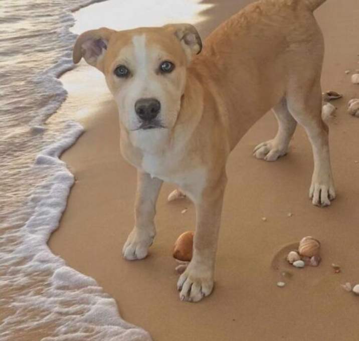 Photo of Buddy