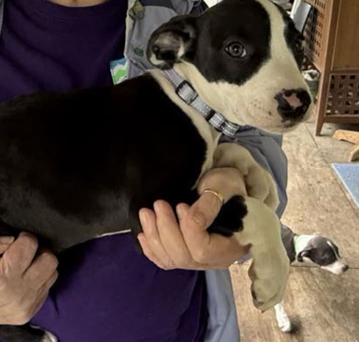 Photo of Tinker