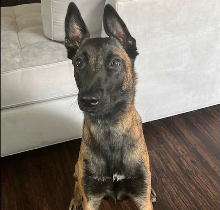 Photo of Athena