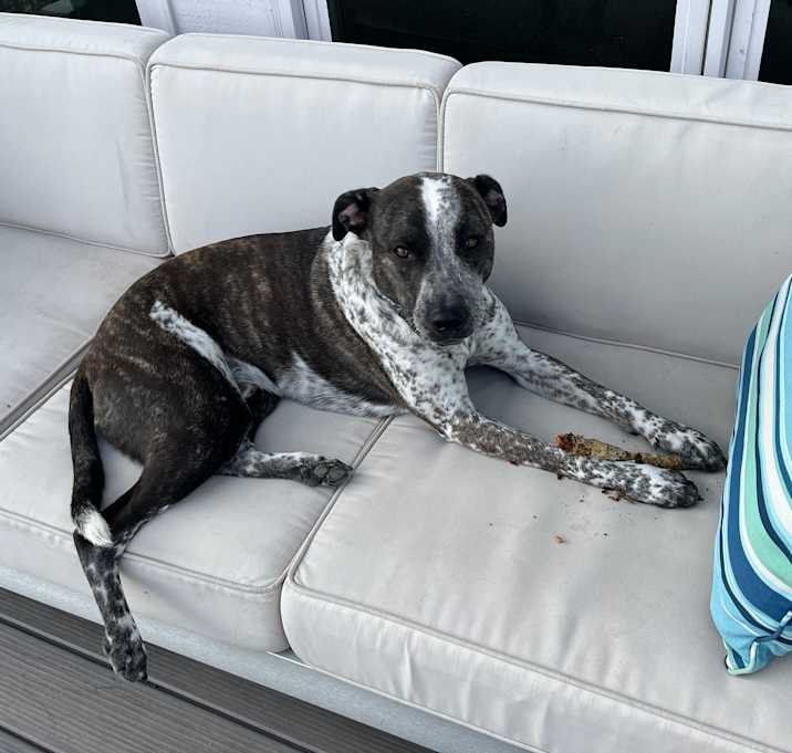 Photo of Petey