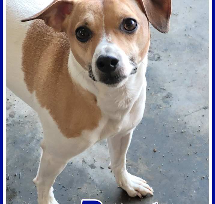 Photo of Dexter