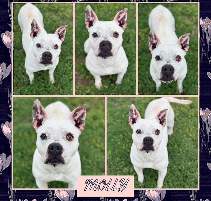 Photo of Molly
