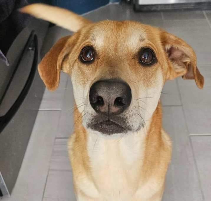 Photo of Toby
