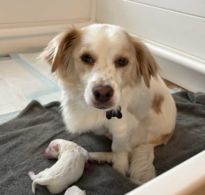 Photo of Dottie spaniel mix